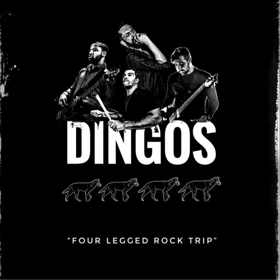 Dingos