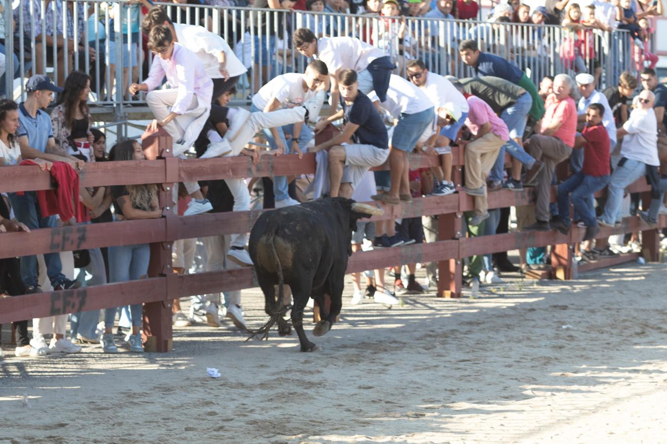 Espera de Toiros seguida de Largada