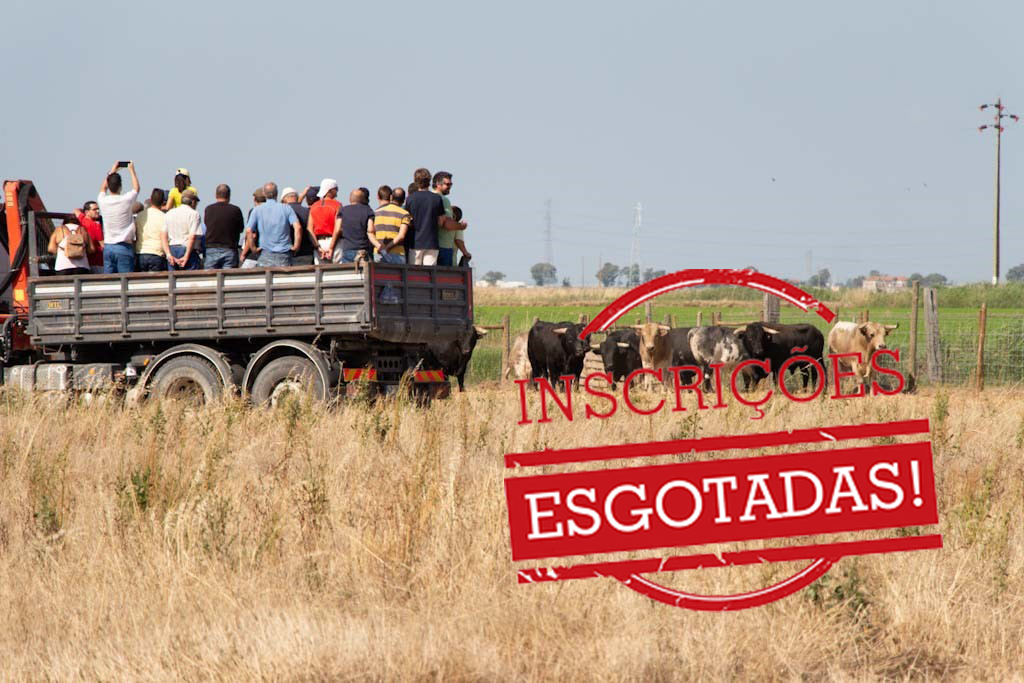 Visita ao campo - Toiros para as Esperas da Festa do Colete Encarnado’24